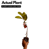 Red Diamond Guava (Layered) (Psidium guajava ) Fruit Live Plant (Home & Garden)