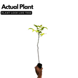 Birth Star : Hasta|Atham|Astham (Plant: Ambazham-Spondias Pinnata |Azadirachta Indica|Jasminum Grandiflorum) (Home & Garden)