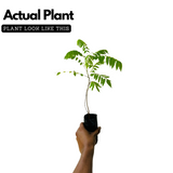 Irumban Puli / Bilimbi (Averrhoa bilimbi) Fruit Live Plant (Home & Garden)