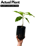 Chempakam (Grafted) Plant (Magnolia Champaca) Flowering/Ornamental Live Plant (Home & Garden)