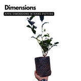 Flowering Plant Birth Star: Anizham (Plant: Jasmine / Mulla / Jasminum sambac) / Flowering / Ornamental Live Plant (H&G)