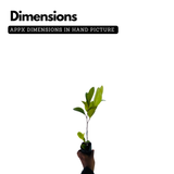 Cocoplum (Chrysobalanus Icaco) Fruit Plant (Home & Garden Plants)