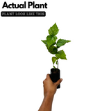 Pavizhamalli (Night Jasmine, Coral Jasmine) Jasmine Plant Flowering/Ornamental Live Plant (Home & Garden)