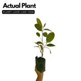 Birth Star : Uttar Ashada|Uthradam (Plant: Plavu-Artocarpus Heterophyllus|Artocarpus Communis) (H&G)