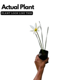 Rain Lily (Zephyranthes) Flowering/Ornamental Live Plant (Home & Garden)