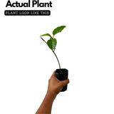 Passion Fruit Violet (Passiflora edulis) Fruit/Flowering/Ornamental Live Plant (Home & Garden)