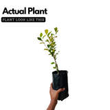 Malayalam Zodiac Sign (Rashi)– Chingam (Leo) Plant: Ber Apple / Indian Jujube / Ilanthapazham (Ziziphus mauritiana) Fruit Live Plant (Home & Garden)