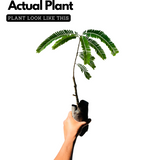 Birth Star : Bharani | Apabharani (Plant: Nelli-Phyllanthus Emblica|Emblica Officinalis) (Home & Garden)