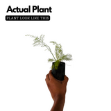 Shatavari / Wild Asparagus Ornamental / Medicinal / Flowering Live Plant (Home & Garden)