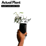 Touch Me Not / Thottavaadi / Shame Plant / Chuimui (Mimosa Pudica) Flowering / Medicinal Live Plant (Home & Garden)