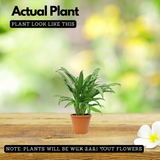 Aglaonema Cutlass Plant (Chinese Evergreen)Live Plant (Home & Garden)