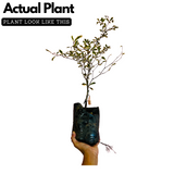 Terminalia Variegated Ornamental Live Plant (Home & Garden)