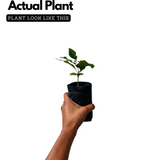 Birth Star : Chitra|Chithira|Chithirai (Plant: Koovalam-Aegle Marmelos) (Home & Garden)