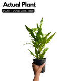 Blue Star Fern (Phlebodium aureum) - Live Plant in pot (Home & Garden)