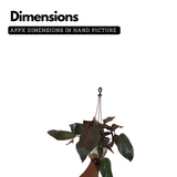 Philodendron Pink Princess - Live Plant with Hanging (Home & Graden)