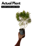 Golden Ball Aralia (Polyscias fruticosa) Ornamental Live Plant (Home & Garden)