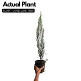 Silver Pine Plant Ornamental Live Plant (Home & Garden)