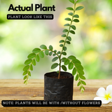 Seetharmudi / Arbudhanashini Live Plant (Home & Garden)