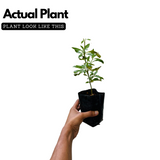 Kallurukki (Scoparia Dulcis) Stone Breaker Ornamental/Medicinal/ Live Plant (Home & Garden)