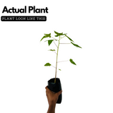 Golden Papaya/ Yellow Papaya Papita Fruit Live Plant (Home & Garden)