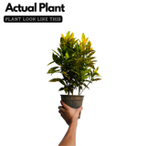 Gold Dust Croton / Codiaeum variegatum Ornamental Live Plant In Pot (Home & Garden)