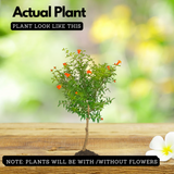 Ornamental Pomegranate (Punica granatum) Fruit Live Plant (Home & Garden)