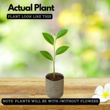 Congea Tomentosa Live Plant (Home & Garden)