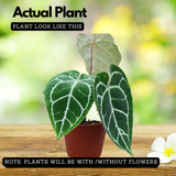 Crystal Anthurium (Anthurium crystallinum)