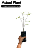 Nelli / Amla Tree / Indian Gooseberry (Phyllanthus emblica) Fruit/Medicinal Live Plant (Home & Garden)