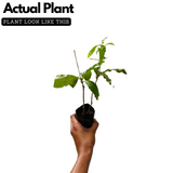 Sarpagandha (Rauvolfia Serpentina) Indian Snakeroot | Devil Pepper Wood Medicinal Live Plant (Home & Garden)