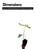 Brown Turkey Fig Live Plant (Ficus carica 'Brown Turkeyƒ?�) Layered Fruit Plant (Home & Garden Plants)