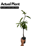 Moovandan Mango (Grafted) (Mangifera indica) Fruit Live Plant (Home & Garden)