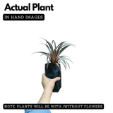 Dracaena Marginata Narrow Leaf Live Plant (Home & Garden)