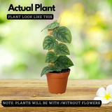 Monstera Dubia Plant Live Plant(Home & Garden)