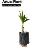 Coconut Tree Hybrid T X D Coconut Live Plant (Home & Garden)