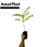 Star Gooseberry / Arinelli Fruit Live Plant (Home & Garden)