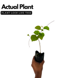 Manimulla (Porana Paniculata) Flowering/Ornamental Live Plant (Home & Garden)