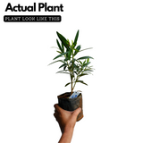 Flowering Plant Birth Star: Punartham (Plant: Yellow Arali / Nerium Oleander) Flowering / Ornamental Live Plant (H&G)