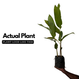 Heliconia Wagneriana (genus Heliconia) Flowering/Ornamental Live Plant (Home & Garden)