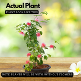 Powder Puff Red /Caliandra Red Live Plant (Home & Garden)