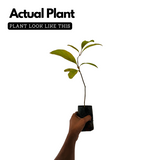 Parijatham Plant / Fiddlewood (Citharexylum spinosum) Flowering/Ornamental Live Plant (Home & Garden)