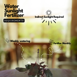 Philodendron Pink Princess - Live Plant with Hanging (Home & Graden)