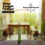 Water Bamboo Plant Ornamental Live Plant (Home & Garden)