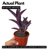 Setcreasea Purpurea(Purple Heart) Live Plant (Home & Garden)