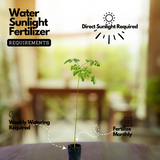 Moringa / Muringa / Drumstick Tree (Moringa oleifera) Fruit/Ornamental/Medicinal/ Live Plant (Home & Garden)