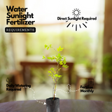 Brazilian Perfumed Guava / Araca Pera Fruit (Psidium angulatum) Fruit Plant (Home & Garden Plants)