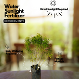 Golden Ball Aralia (Polyscias fruticosa) Ornamental Live Plant (Home & Garden)