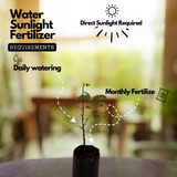 Kolpuli/Valampuli(Tamarindus indica L.) Live Fruit Plant (Home & Garden)