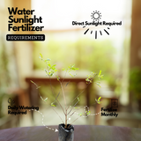 Spring Guava Fruit (Casimiroa Edulis) Grafted Fruit Plant (Home & Garden Plants)