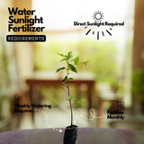 Persimmon Fruit Plant (Diospyros kaki) Fruit Live Plant (Home & Garden)